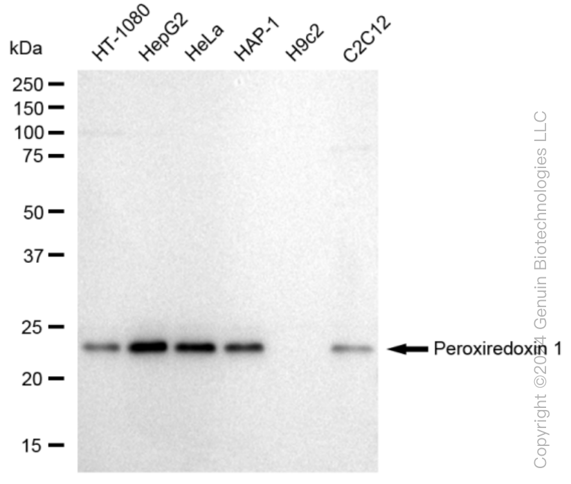 KD-Validated Anti-Peroxiredoxin 1 Rabbit Monoclonal Antibody ABG1065