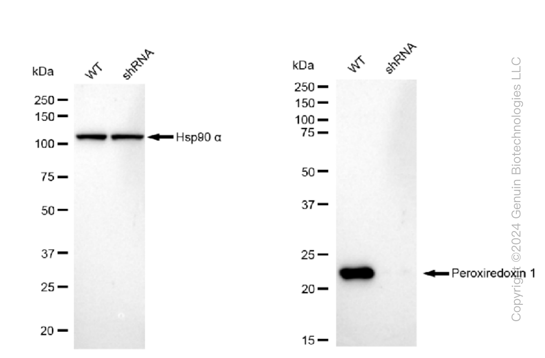 KD-Validated Anti-Peroxiredoxin 1 Rabbit Monoclonal Antibody ABG1065