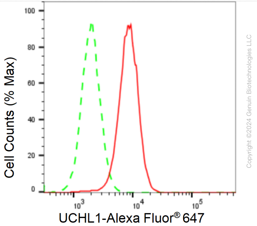 KD-Validated Anti-UCHL1 Rabbit Monoclonal Antibody ABG1066