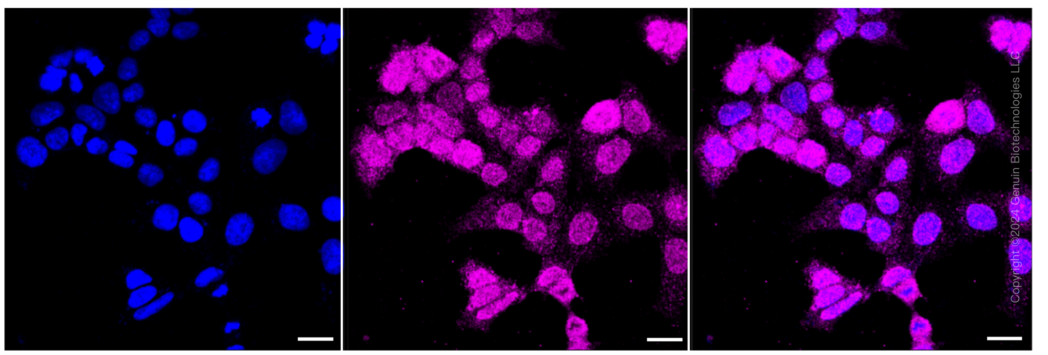KD-Validated Anti-UCHL1 Rabbit Monoclonal Antibody ABG1066