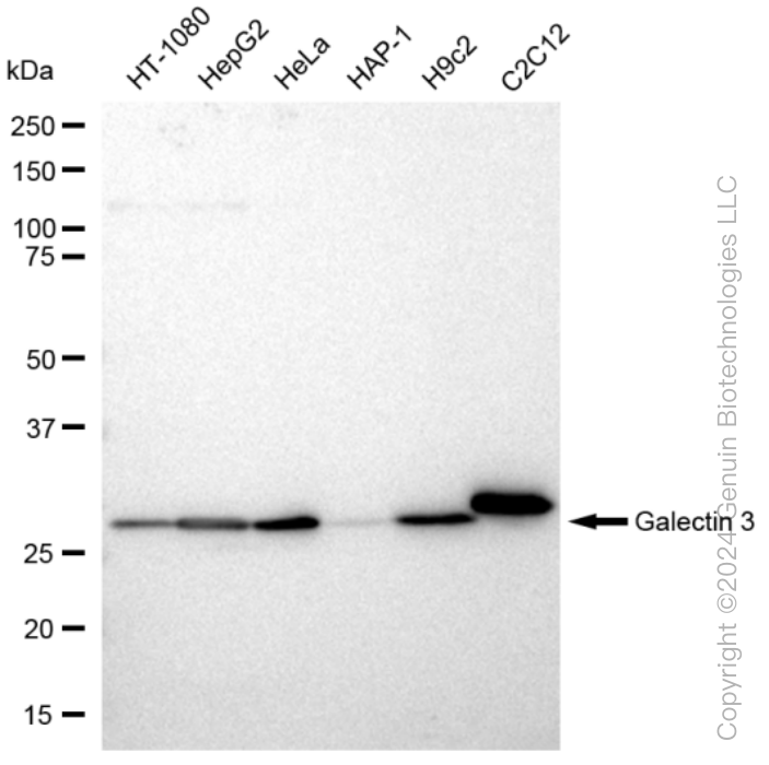 KD-Validated Anti-Galectin 3 Rabbit Monoclonal Antibody ABG1067