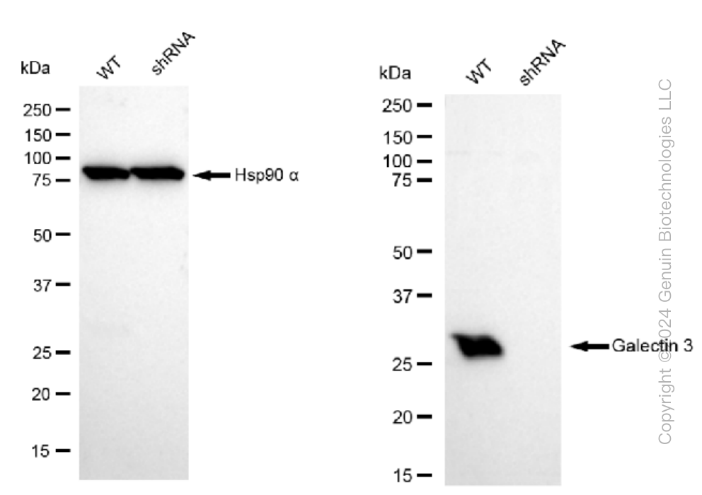 KD-Validated Anti-Galectin 3 Rabbit Monoclonal Antibody ABG1067
