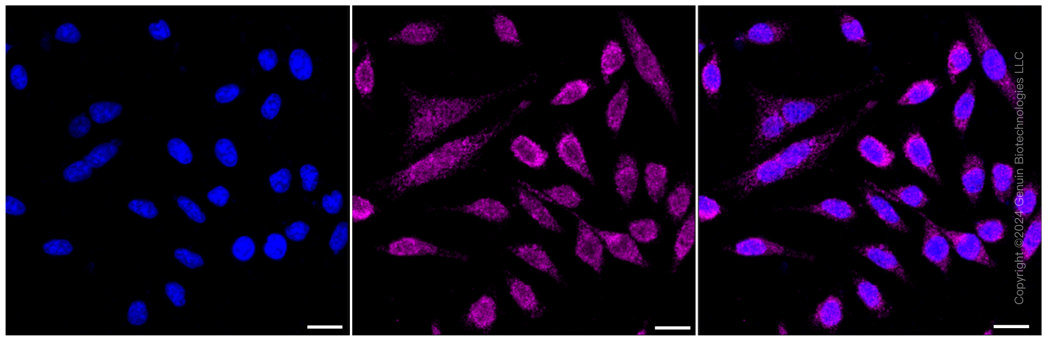 KD-Validated Anti-LEFTY1 + LEFTY2 Rabbit Monoclonal Antibody ABG1068