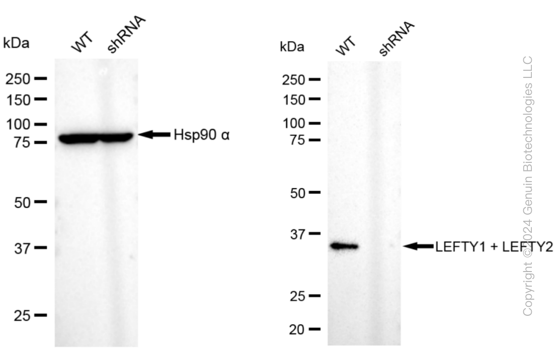KD-Validated Anti-LEFTY1 + LEFTY2 Rabbit Monoclonal Antibody ABG1068
