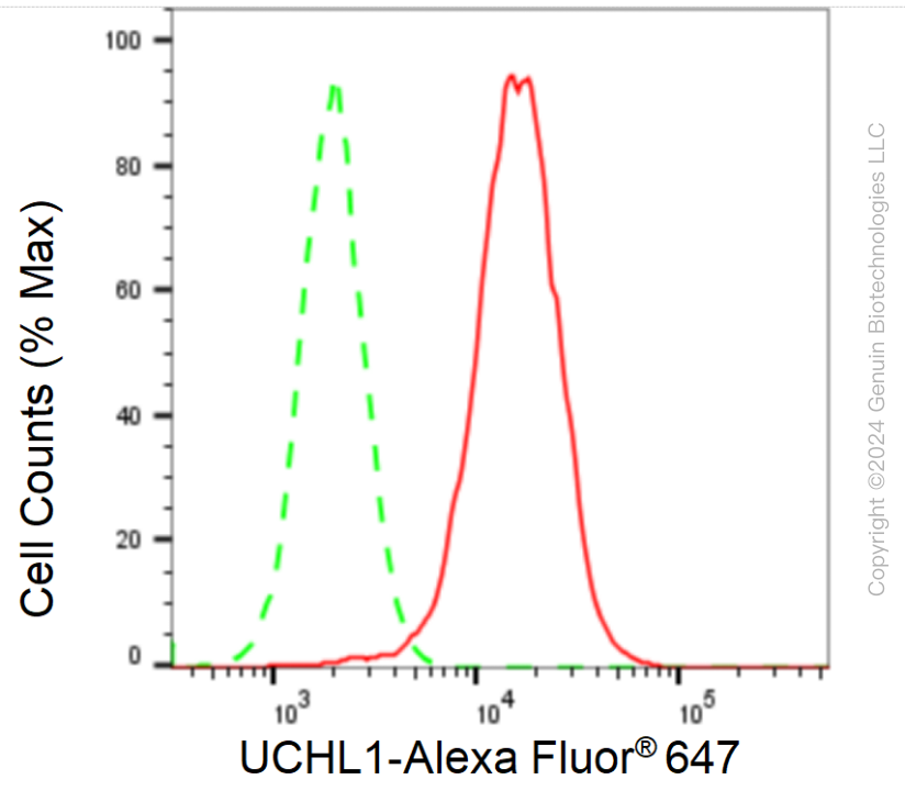KD-Validated Anti-UCHL1 Rabbit Monoclonal Antibody ABG1069