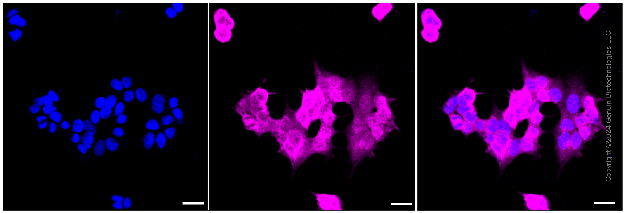 KD-Validated Anti-UCHL1 Rabbit Monoclonal Antibody ABG1069