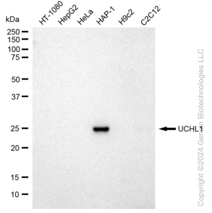 KD-Validated Anti-UCHL1 Rabbit Monoclonal Antibody ABG1069