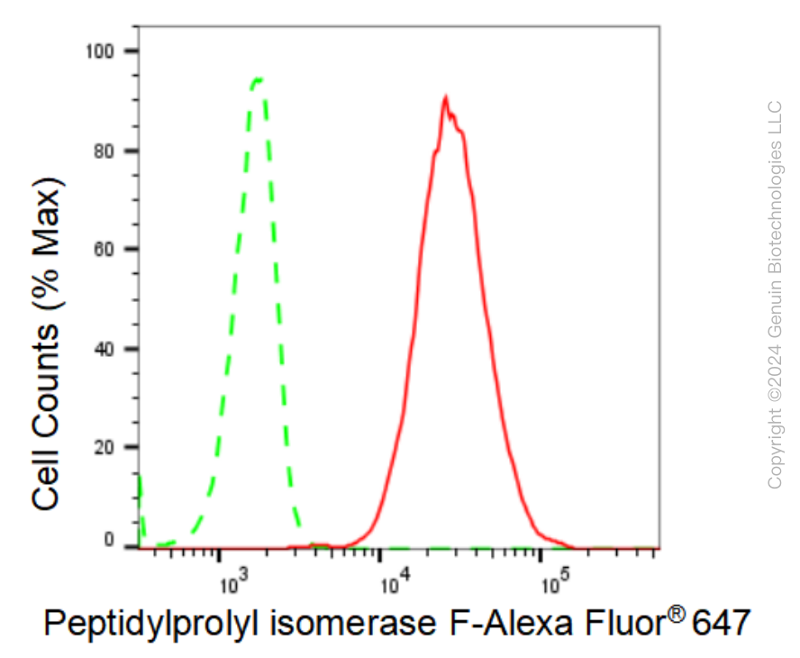 KD-Validated Anti-Peptidylprolyl isomerase F Rabbit Monoclonal Antibody ABG1070