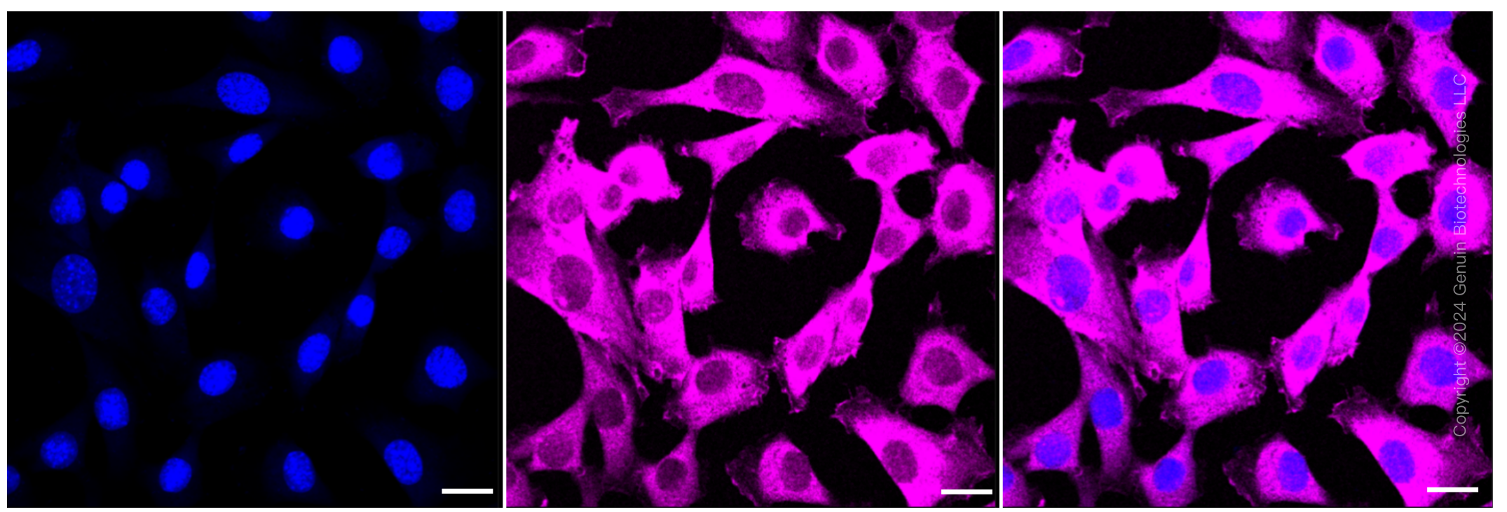KD-Validated Anti-Peptidylprolyl isomerase F Rabbit Monoclonal Antibody ABG1070