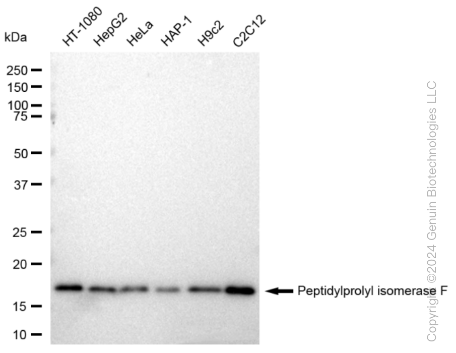 KD-Validated Anti-Peptidylprolyl isomerase F Rabbit Monoclonal Antibody ABG1070