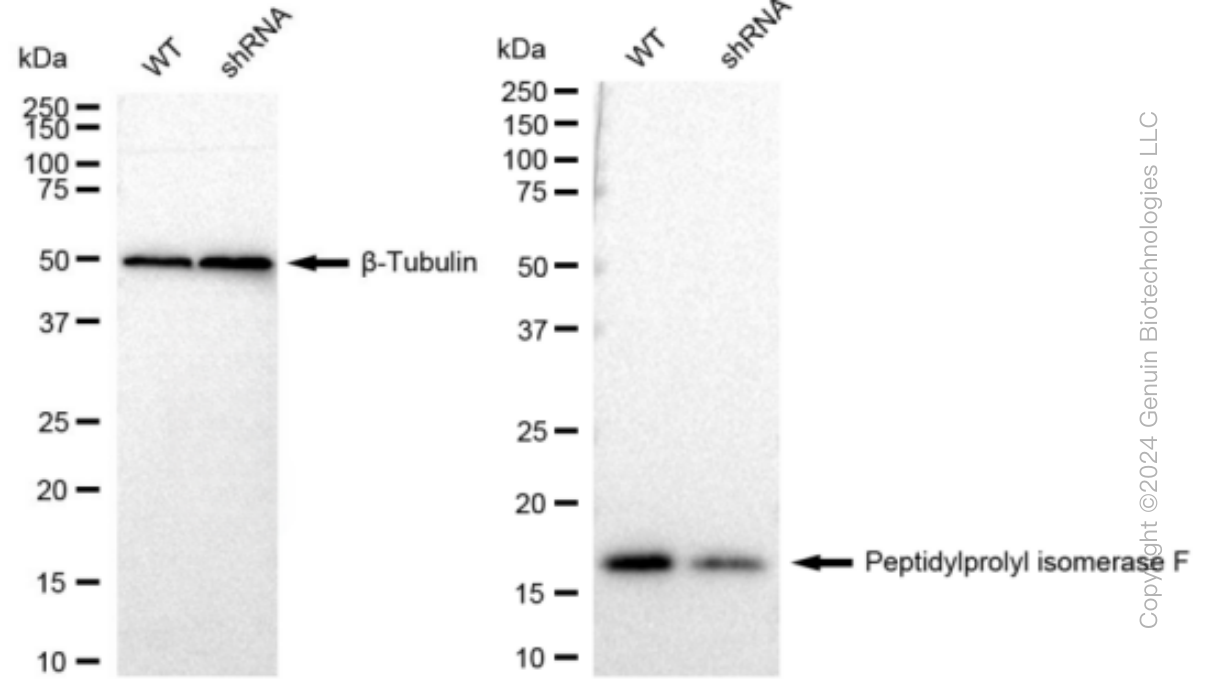 KD-Validated Anti-Peptidylprolyl isomerase F Rabbit Monoclonal Antibody ABG1070