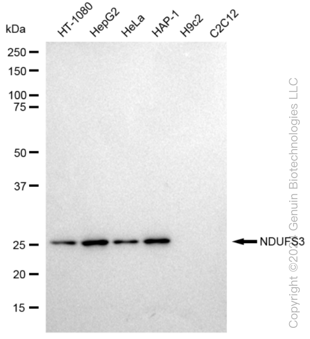 KD-Validated Anti-NDUFS3 Rabbit Monoclonal Antibody ABG1071