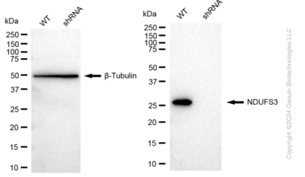 KD-Validated Anti-NDUFS3 Rabbit Monoclonal Antibody ABG1071