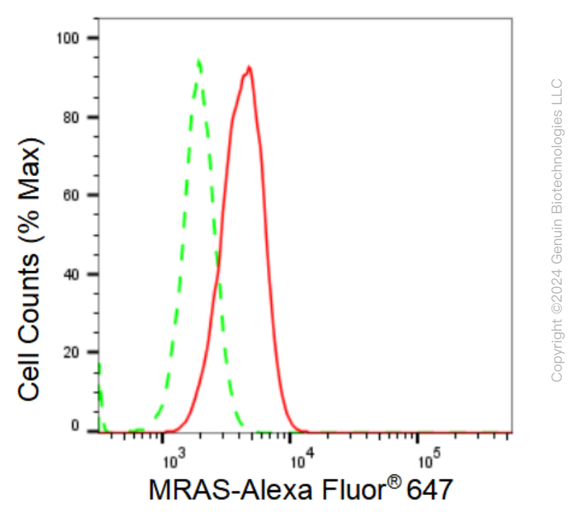 KD-Validated Anti-MRAS Rabbit Monoclonal Antibody ABG1072