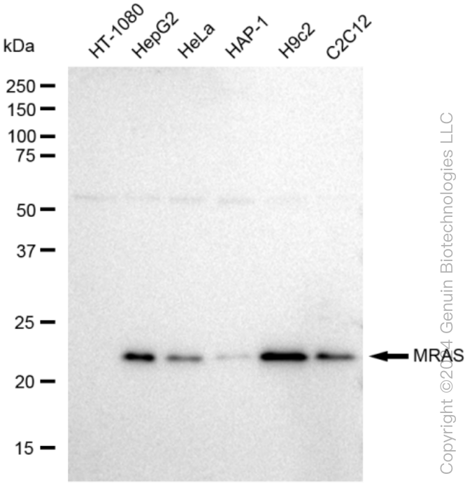 KD-Validated Anti-MRAS Rabbit Monoclonal Antibody ABG1072