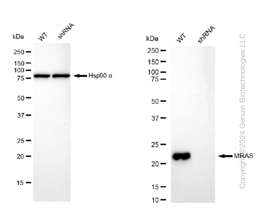 KD-Validated Anti-MRAS Rabbit Monoclonal Antibody ABG1072