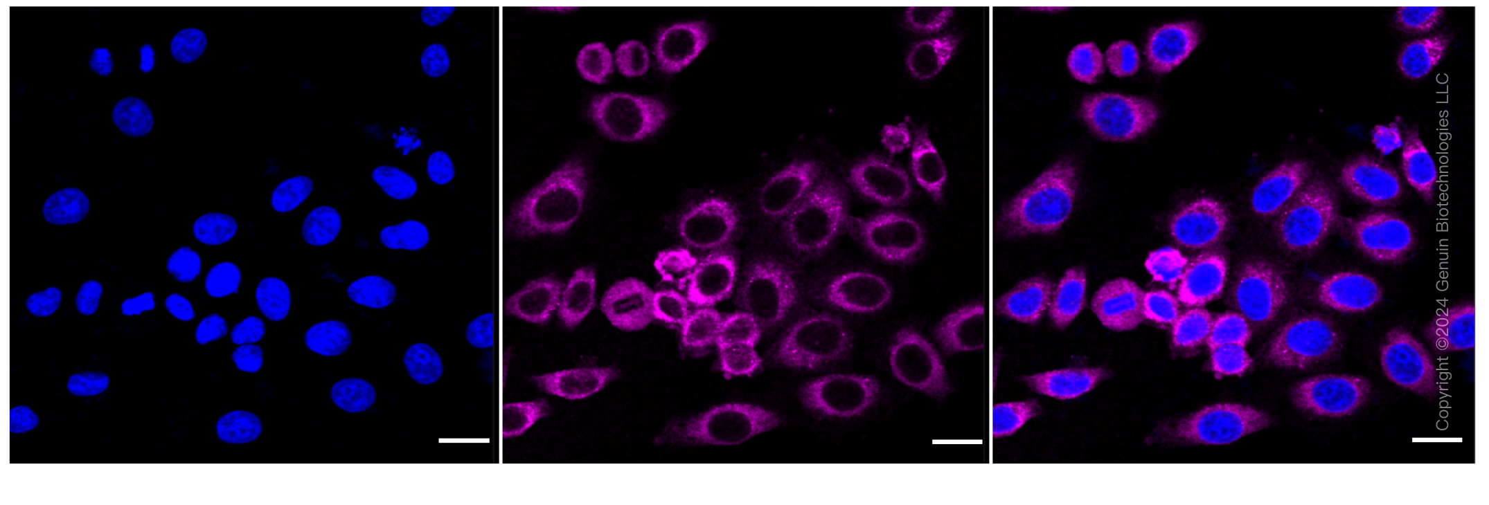KD-Validated Anti-Lysyl-tRNA synthetase 1 Rabbit Monoclonal Antibody ABG1074