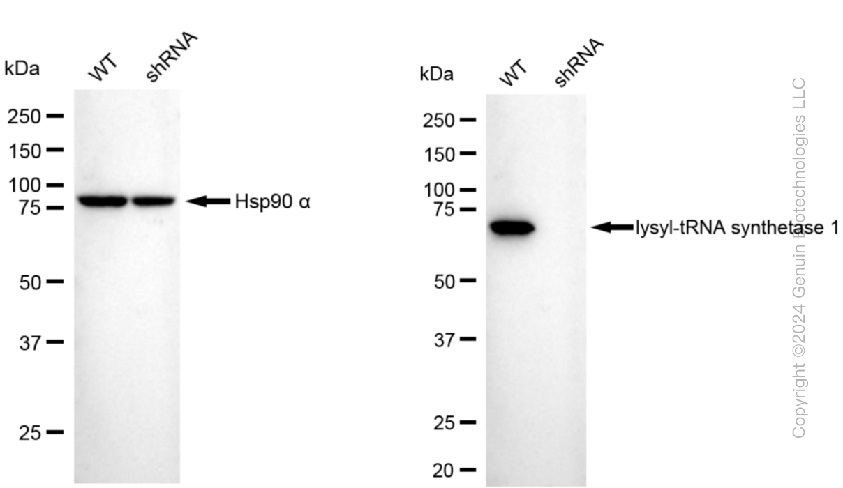 KD-Validated Anti-Lysyl-tRNA synthetase 1 Rabbit Monoclonal Antibody ABG1074
