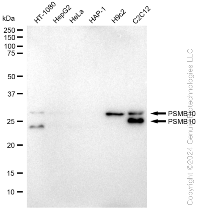 KD-Validated Anti-PSMB10 Rabbit Monoclonal Antibody ABG1075
