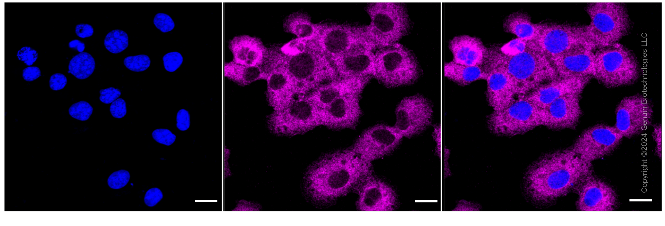 KD-Validated Anti-IMPDH2 Rabbit Monoclonal Antibody ABG1076