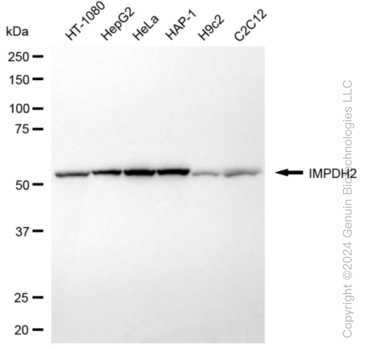 KD-Validated Anti-IMPDH2 Rabbit Monoclonal Antibody ABG1076