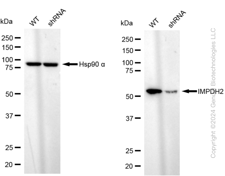KD-Validated Anti-IMPDH2 Rabbit Monoclonal Antibody ABG1076