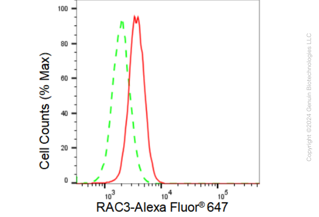 KD-Validated Anti-RAC3 Rabbit Monoclonal Antibody ABG1077