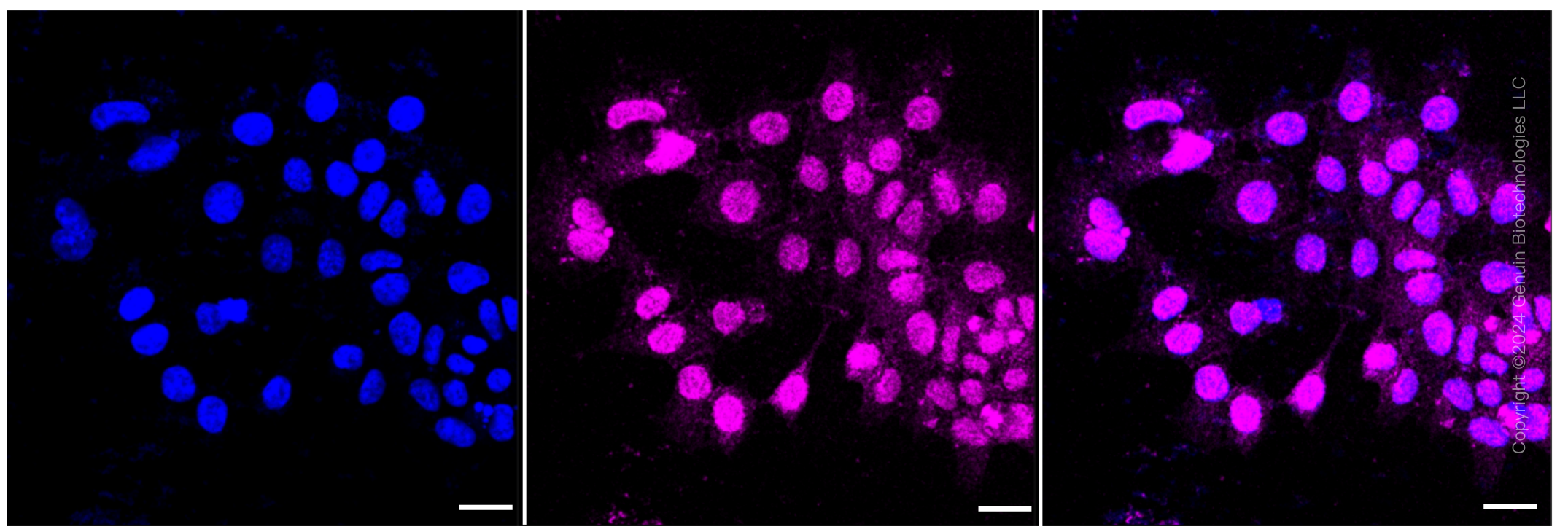 KD-Validated Anti-RAC3 Rabbit Monoclonal Antibody ABG1077