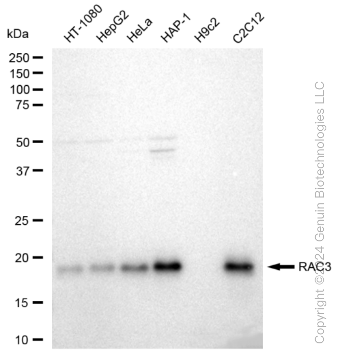 KD-Validated Anti-RAC3 Rabbit Monoclonal Antibody ABG1077