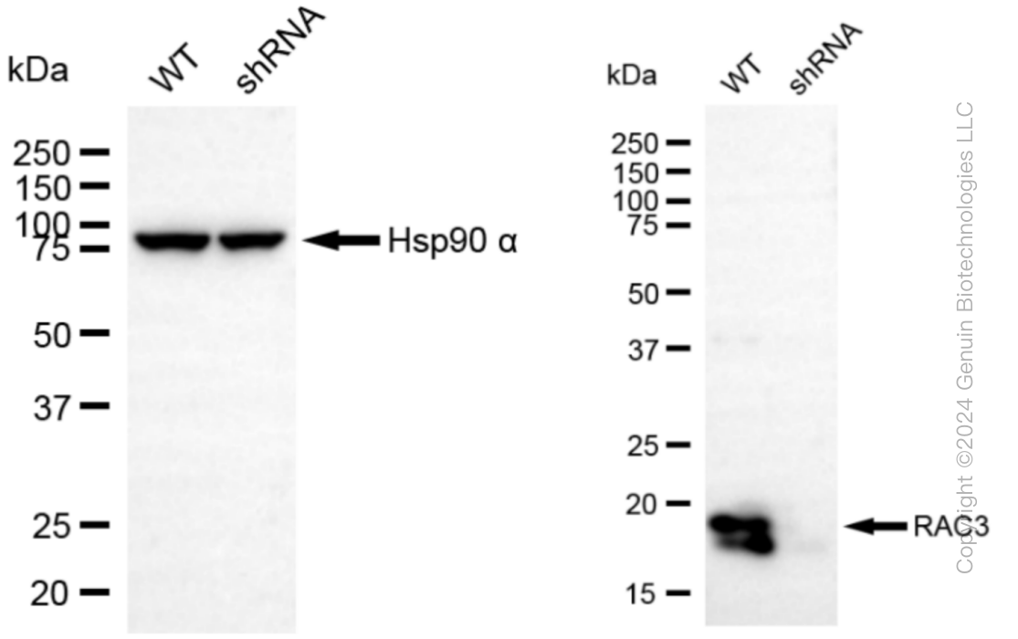 KD-Validated Anti-RAC3 Rabbit Monoclonal Antibody ABG1077