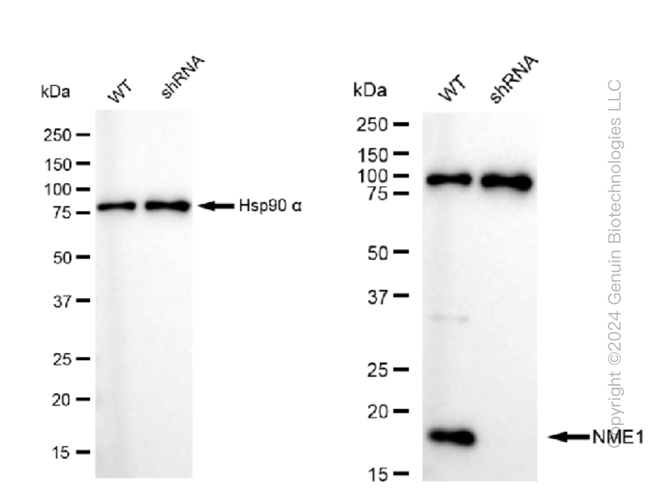 KD-Validated Anti-NME1 Rabbit Monoclonal Antibody ABG1078