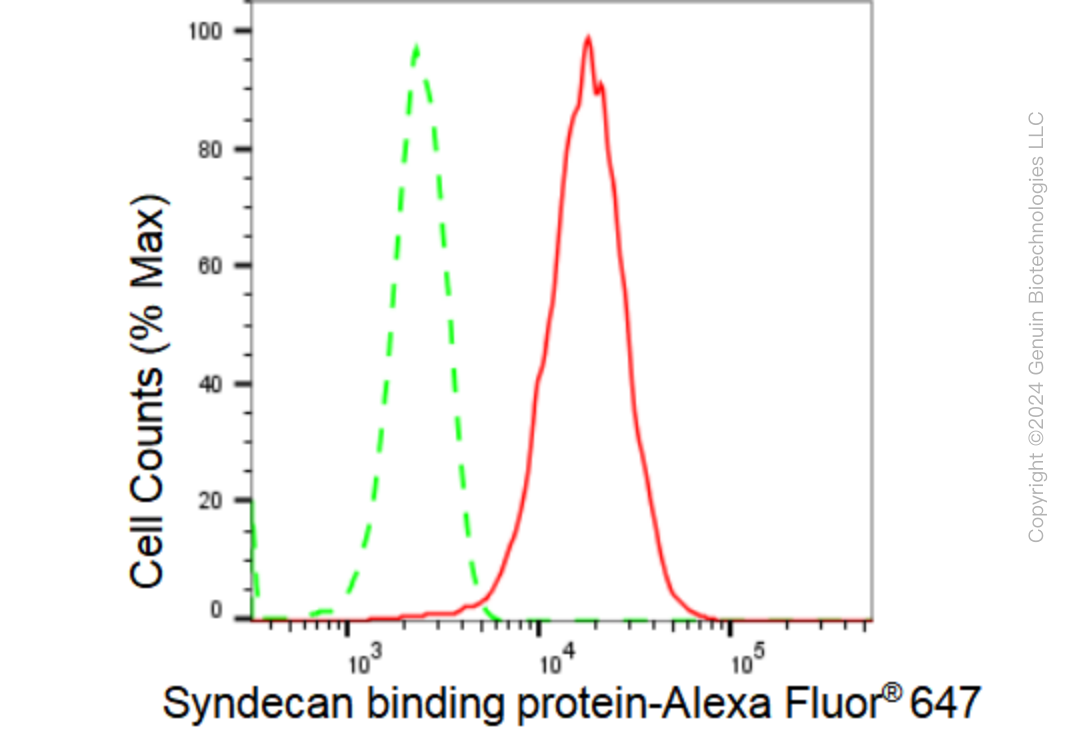 KD-Validated Anti-Syndecan binding protein Rabbit Monoclonal Antibody ABG1079