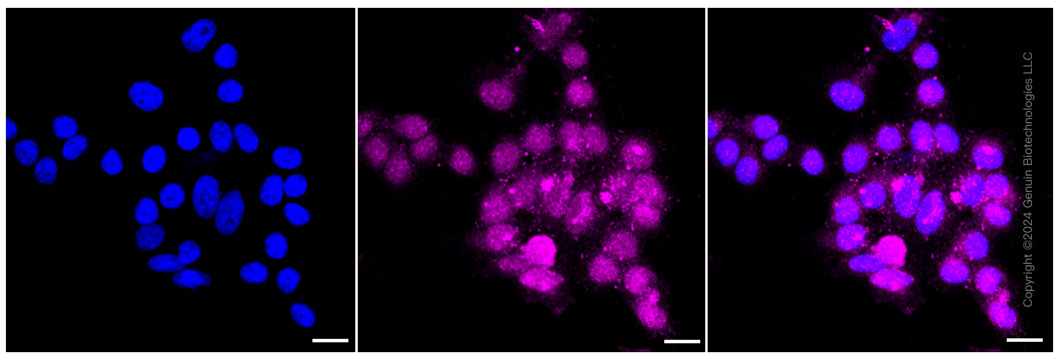 KD-Validated Anti-Syndecan binding protein Rabbit Monoclonal Antibody ABG1079