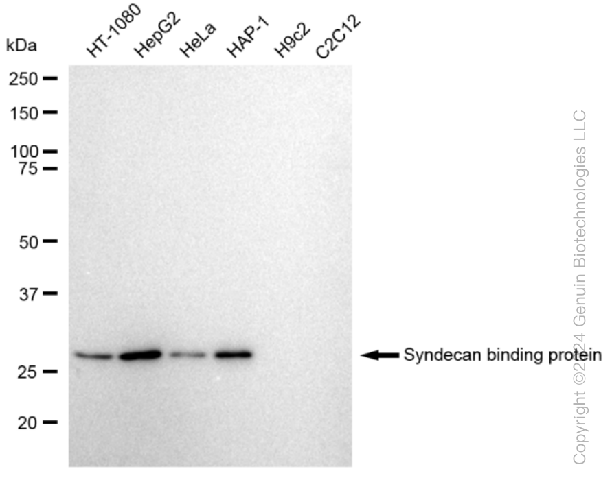 KD-Validated Anti-Syndecan binding protein Rabbit Monoclonal Antibody ABG1079