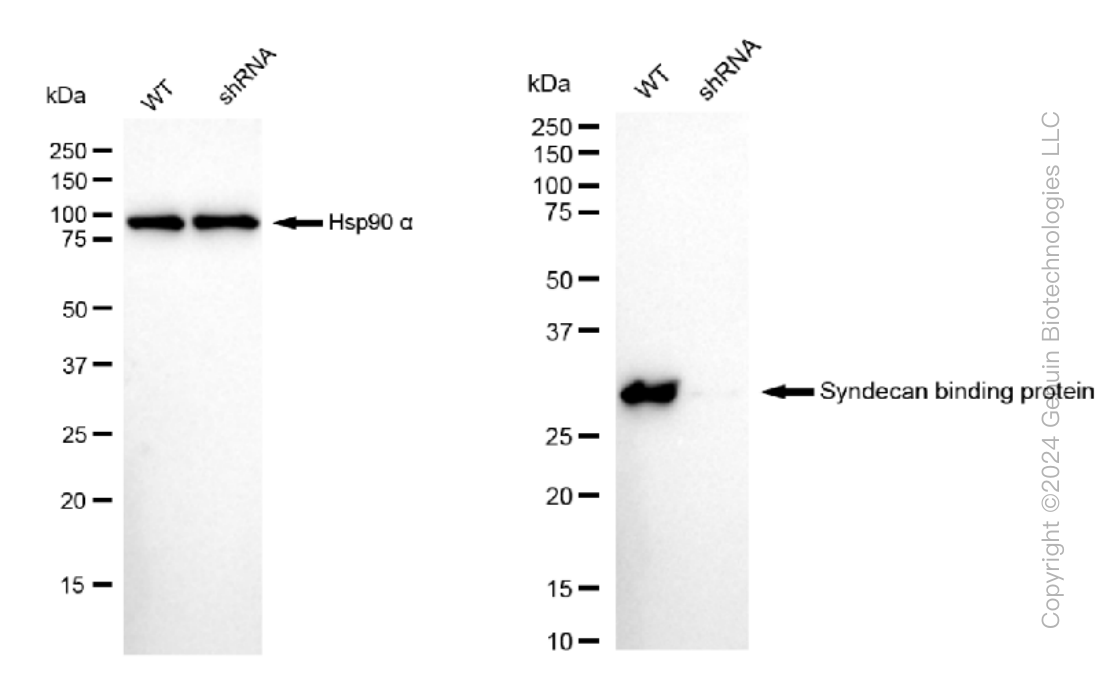 KD-Validated Anti-Syndecan binding protein Rabbit Monoclonal Antibody ABG1079
