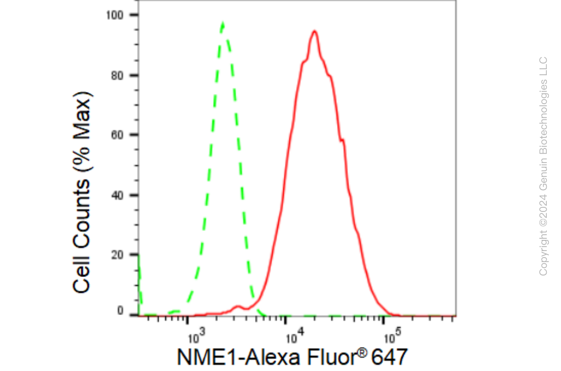 KD-Validated Anti-NME1 Rabbit Monoclonal Antibody ABG1081