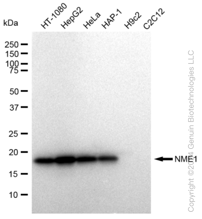 KD-Validated Anti-NME1 Rabbit Monoclonal Antibody ABG1081