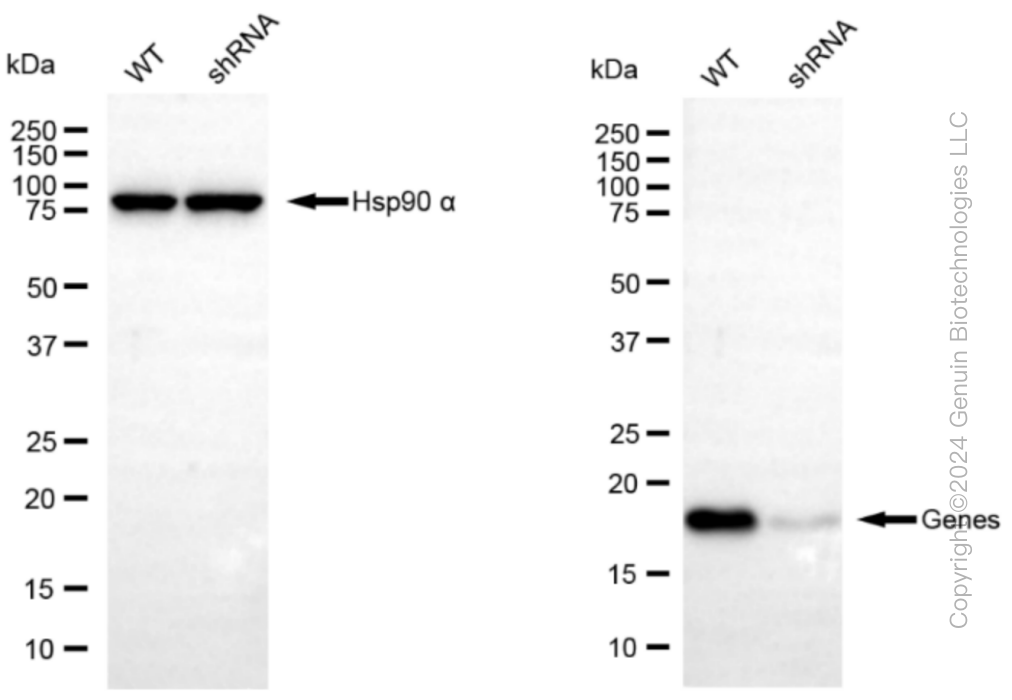 KD-Validated Anti-NME1 Rabbit Monoclonal Antibody ABG1081