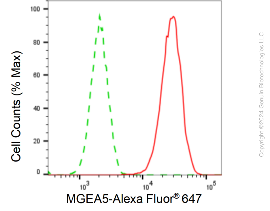 KD-Validated Anti-MGEA5 Rabbit Monoclonal Antibody ABG1082