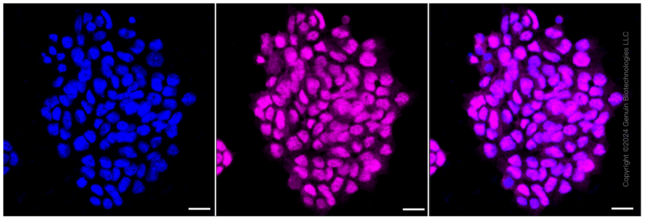 KD-Validated Anti-MGEA5 Rabbit Monoclonal Antibody ABG1082