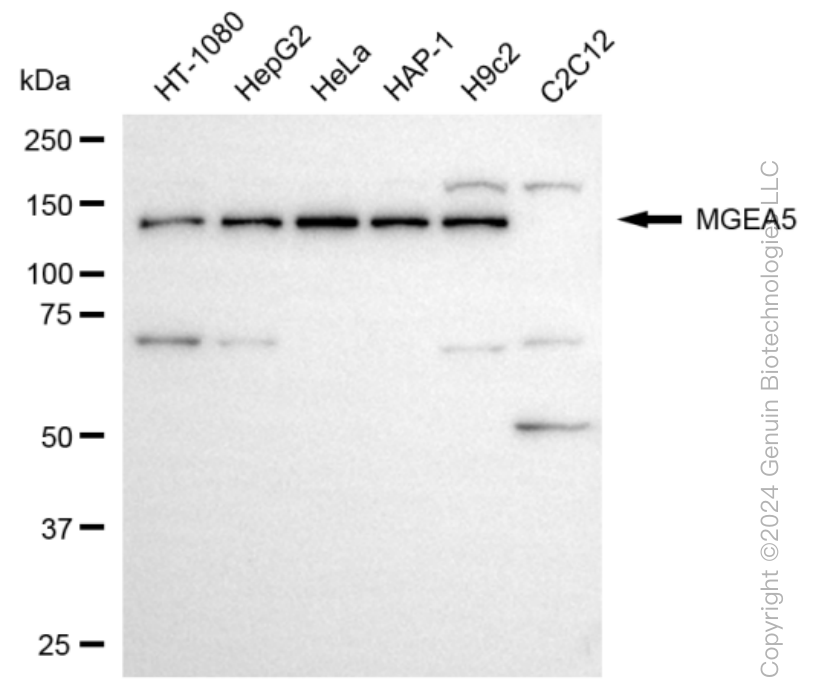 KD-Validated Anti-MGEA5 Rabbit Monoclonal Antibody ABG1082