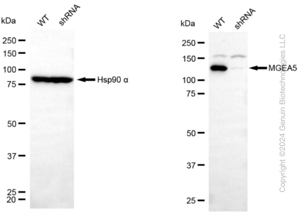 KD-Validated Anti-MGEA5 Rabbit Monoclonal Antibody ABG1082