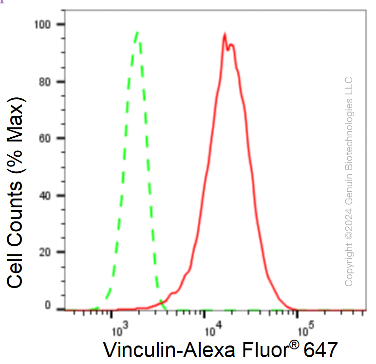 KD-Validated Anti-Vinculin Rabbit Monoclonal Antibody ABG1083