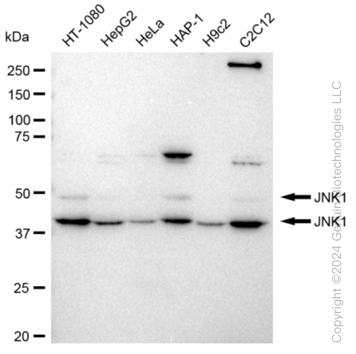 KD-Validated Anti-JNK1 Rabbit Monoclonal Antibody ABG1084