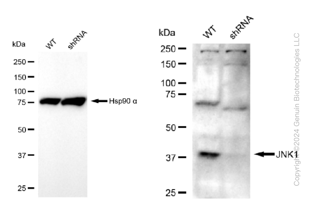 KD-Validated Anti-JNK1 Rabbit Monoclonal Antibody ABG1084