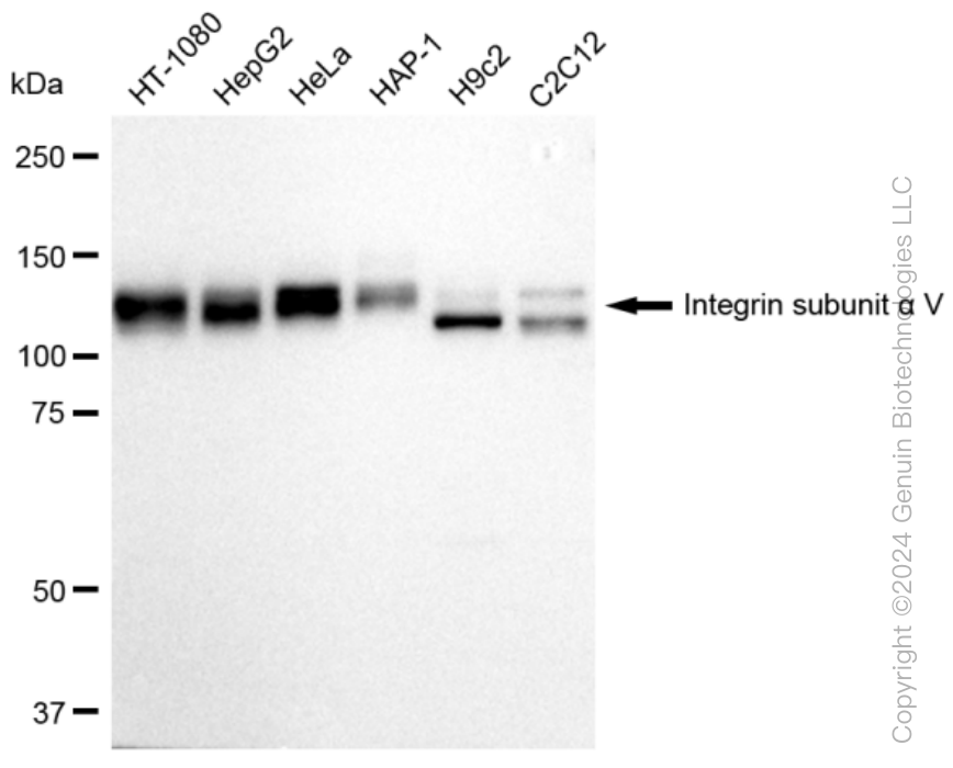 KD-Validated Anti-Integrin subunit alpha V Rabbit Monoclonal Antibody ABG1085