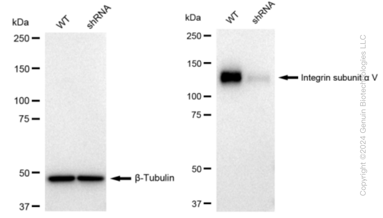 KD-Validated Anti-Integrin subunit alpha V Rabbit Monoclonal Antibody ABG1085