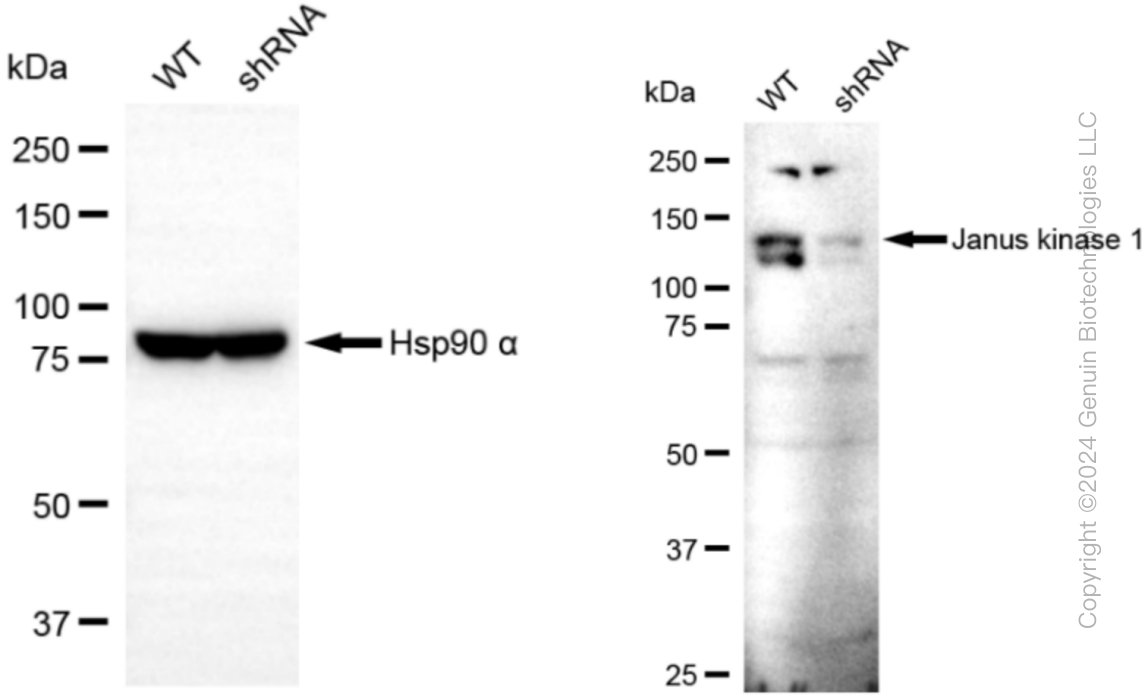 KD-Validated Anti-Janus kinase 1 Rabbit Monoclonal Antibody ABG1086