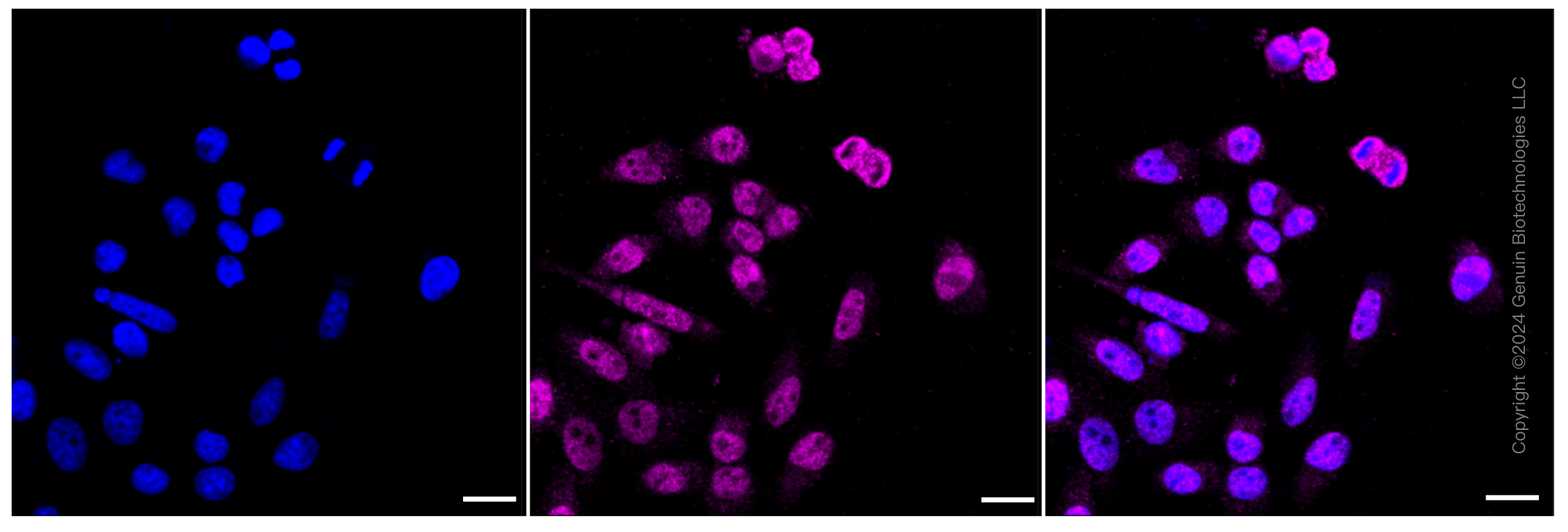 KD-Validated Anti-Ubiquitin specific peptidase 7 Rabbit Monoclonal Antibody ABG1087