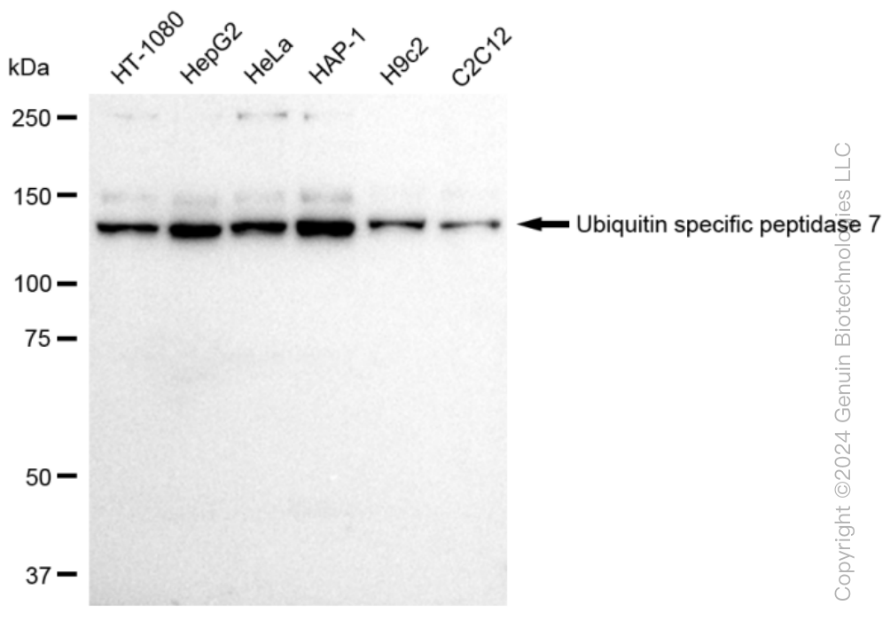 KD-Validated Anti-Ubiquitin specific peptidase 7 Rabbit Monoclonal Antibody ABG1087
